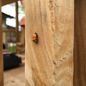 Over the last several years, we have released a few thousand ladybugs in the garden.  It appears that a colony has decided it likes what is here and is hanging around.  This is the first year we have seen the transformation from young to adult ladybugs.  They really like the wooden structures to attach themselves to while going through this change.  Pretty cool to see the daily change in a process that takes nearly a week.