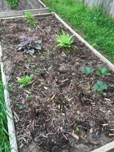 New shade bed looking good.  These five plants should cover the entire bed by the end of summer.