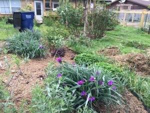 The large perennial bed is always the biggest weeding chore. 