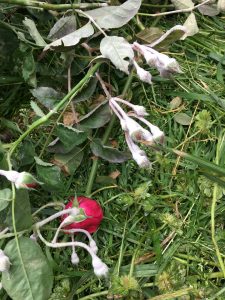 Rose covered with Powdery Mildew.  