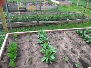 Vegetables looking good.  Potatoes, onions, tomatoes, spinach looking the best.