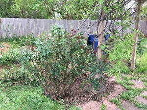 More rose pruning.  Wisteria is beginning to bloom.